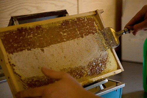 A beekeeper uses a tool to scrape honey and wax off a wooden frame from a beehive. The frame contains a layer of honeycomb filled with honey, partially covered by a thin layer of wax. The background shows wooden surfaces and part of a green container.